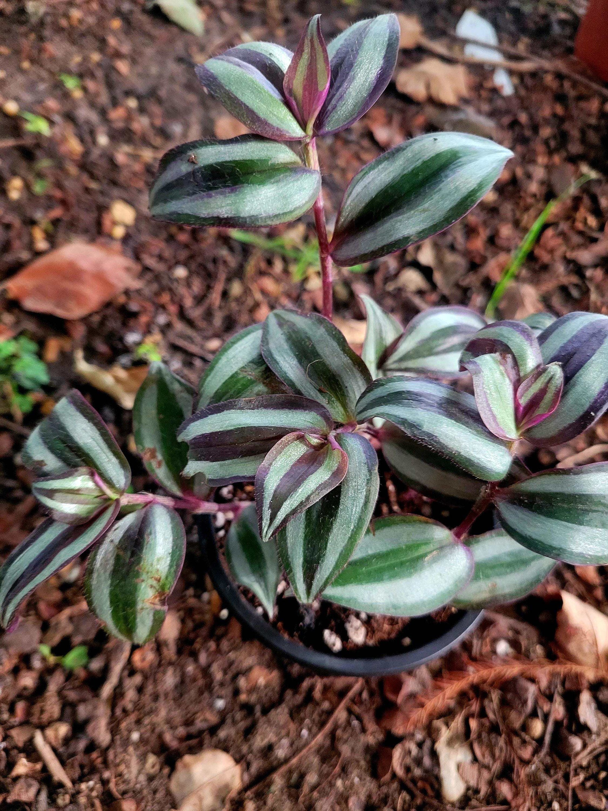 Variegated Tradescantia Zebrina Cutting: Purple Silver Wandering Jew (Bareroot Start)
