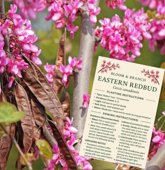 Eastern Redbud Tree Seeds: Native Flowering Shade Tree, Edible Blooms