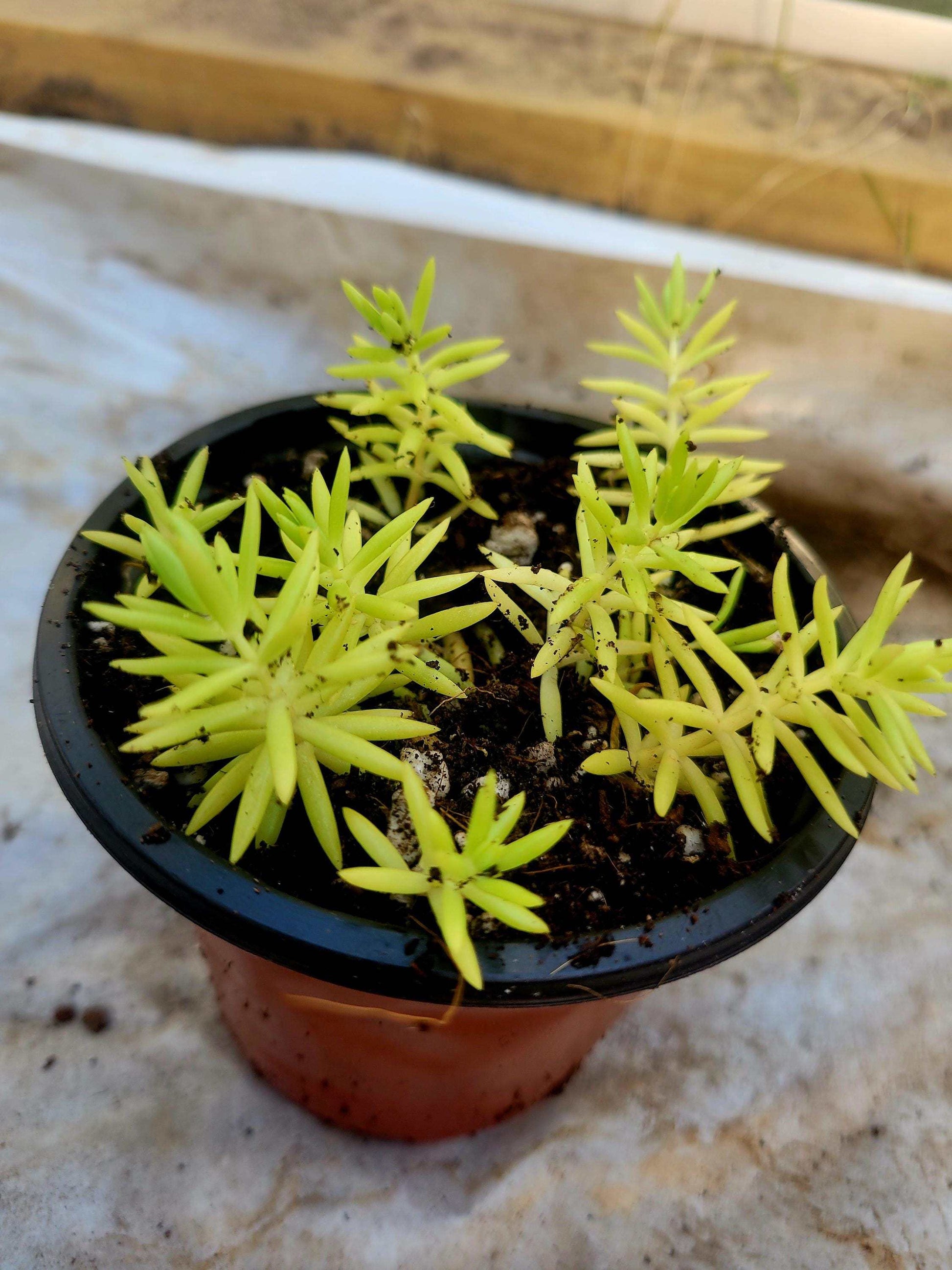 Lemon Coral Sedum Live Plant – Vibrant Chartreuse Succulent | Drought Tolerant Groundcover | Easy Care Houseplant or Outdoor Accent