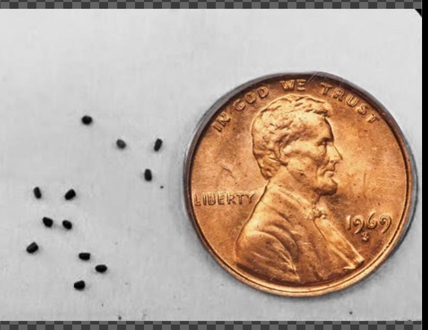 Wild Mullein Seeds | Verbascum thapsus | Medicinal Herb for Tea & Smoking Blends | Pollinator Wildflower Garden | Heirloom Non-GMO Seeds