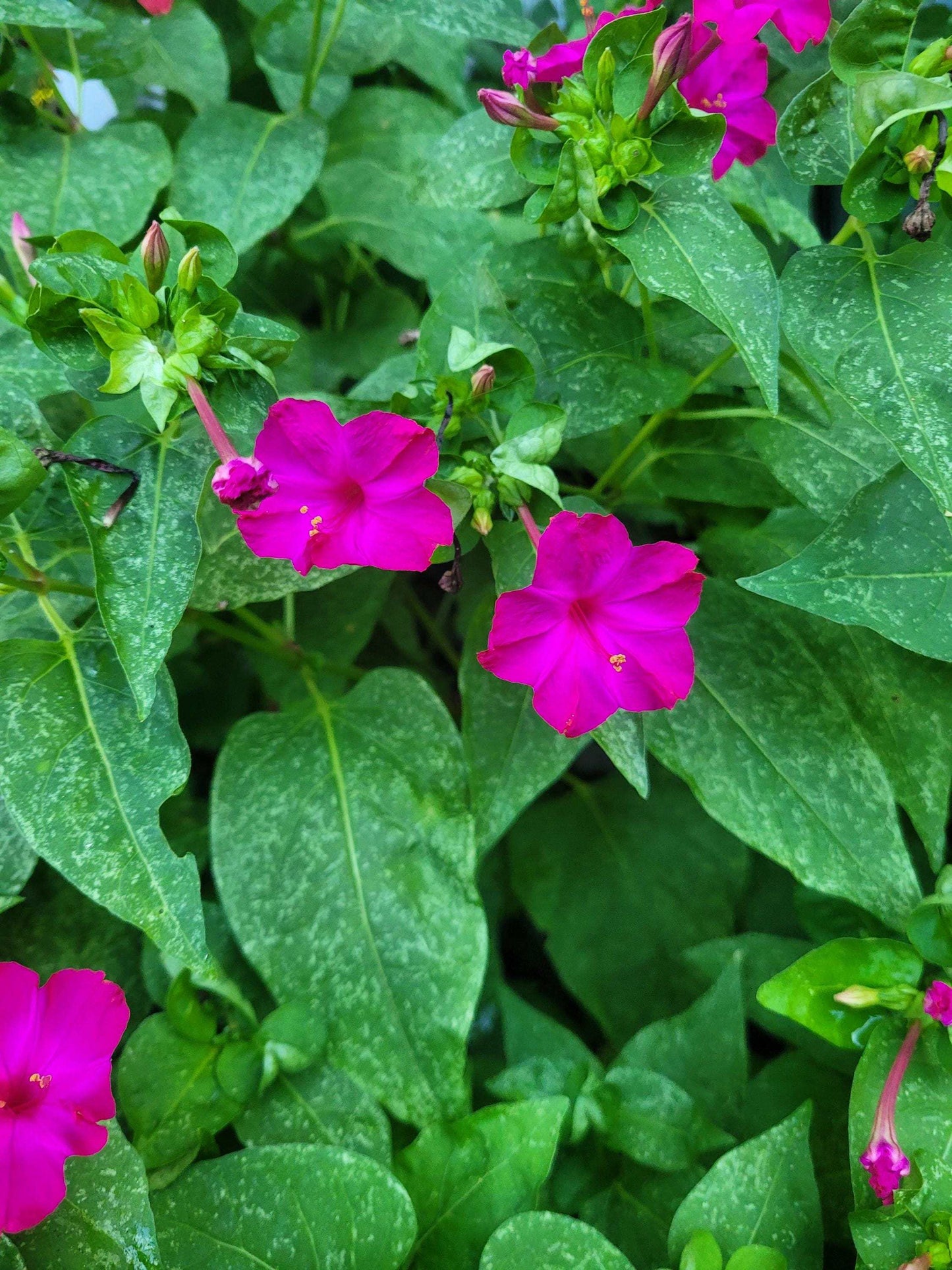 Pink Four O'Clock Seeds: Night-Fragrant Pure Pink Blooms