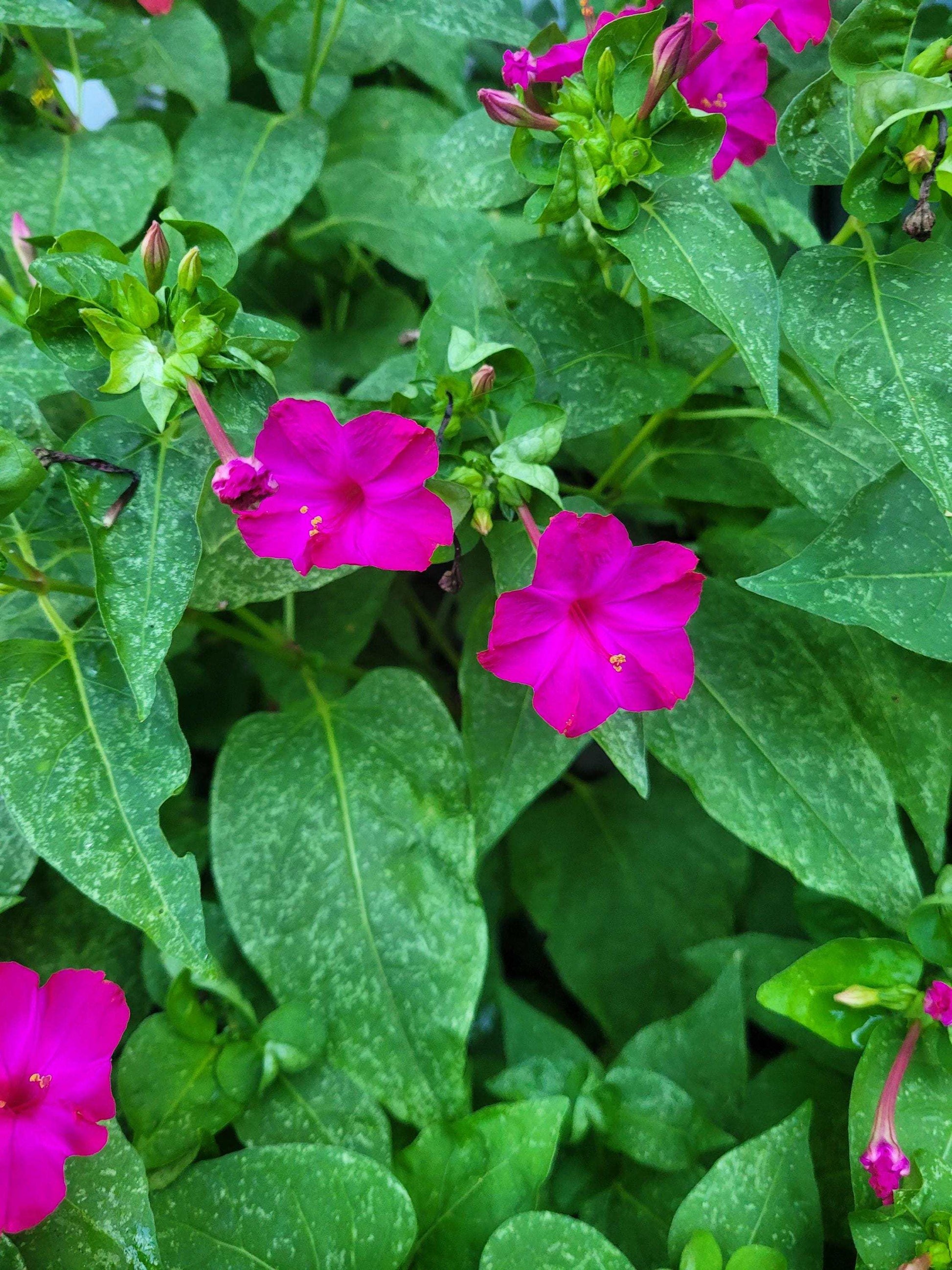 Pink Four O'Clock Seeds: Night-Fragrant Pure Pink Blooms