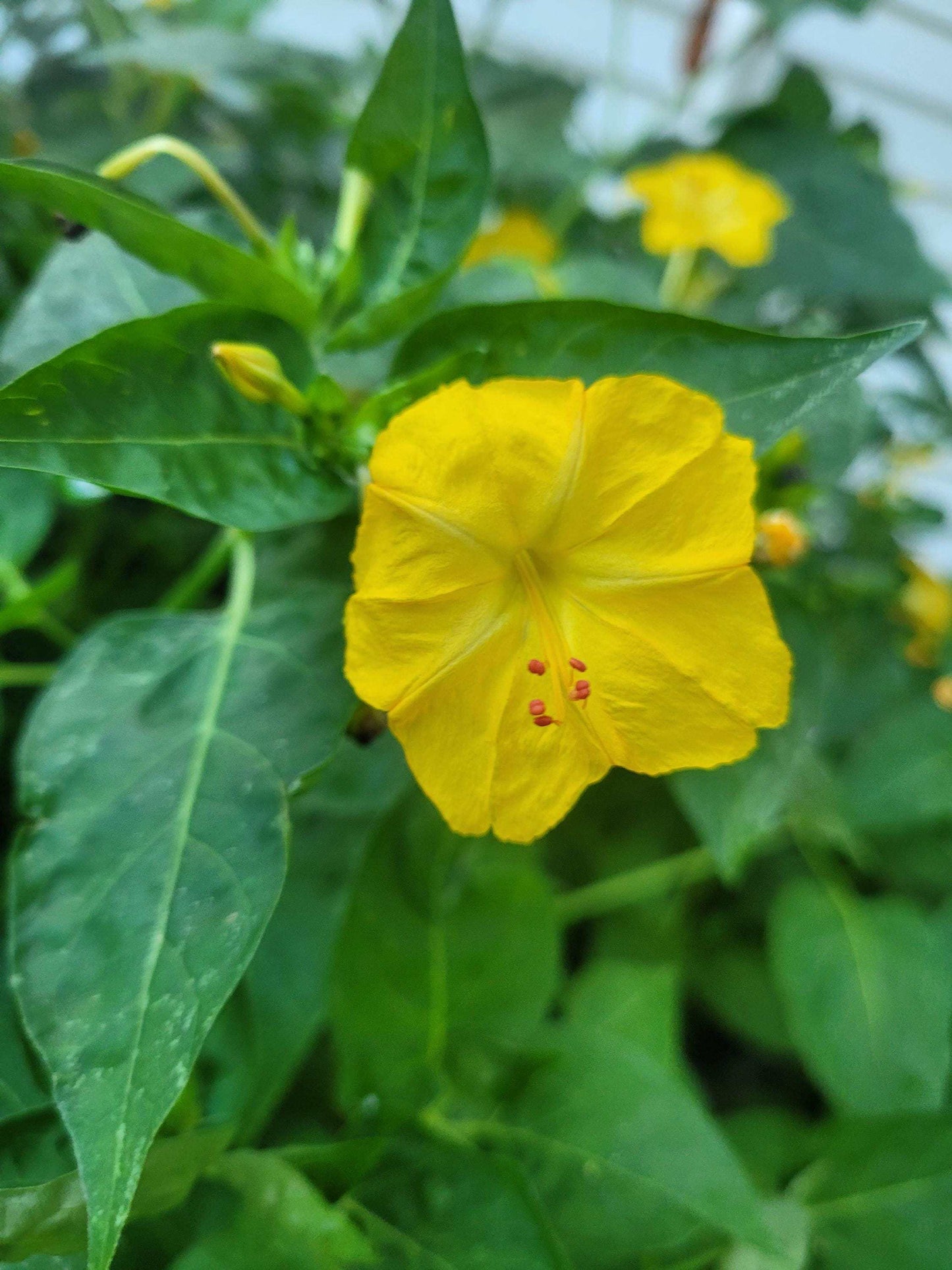 Bright Yellow 4:00 flower  with green leaves in a natural setting