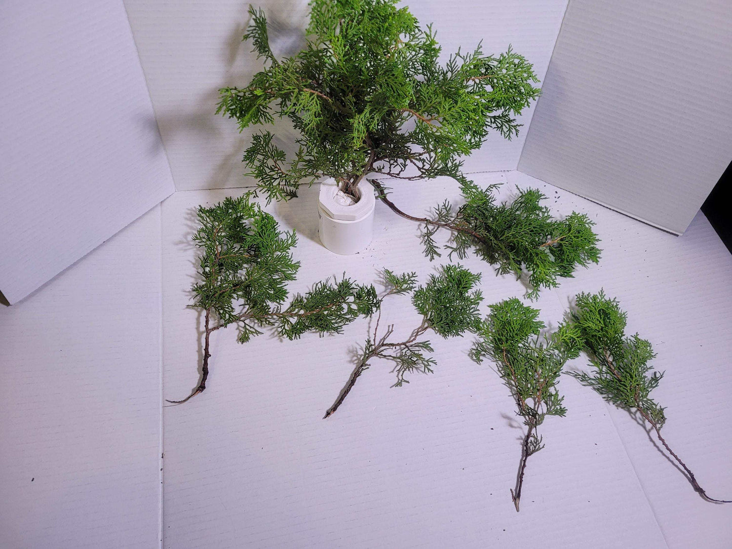 Preserved Arborvitae Cedar Sprigs: Greenery for Wreaths, Resin Art & Winter Decor