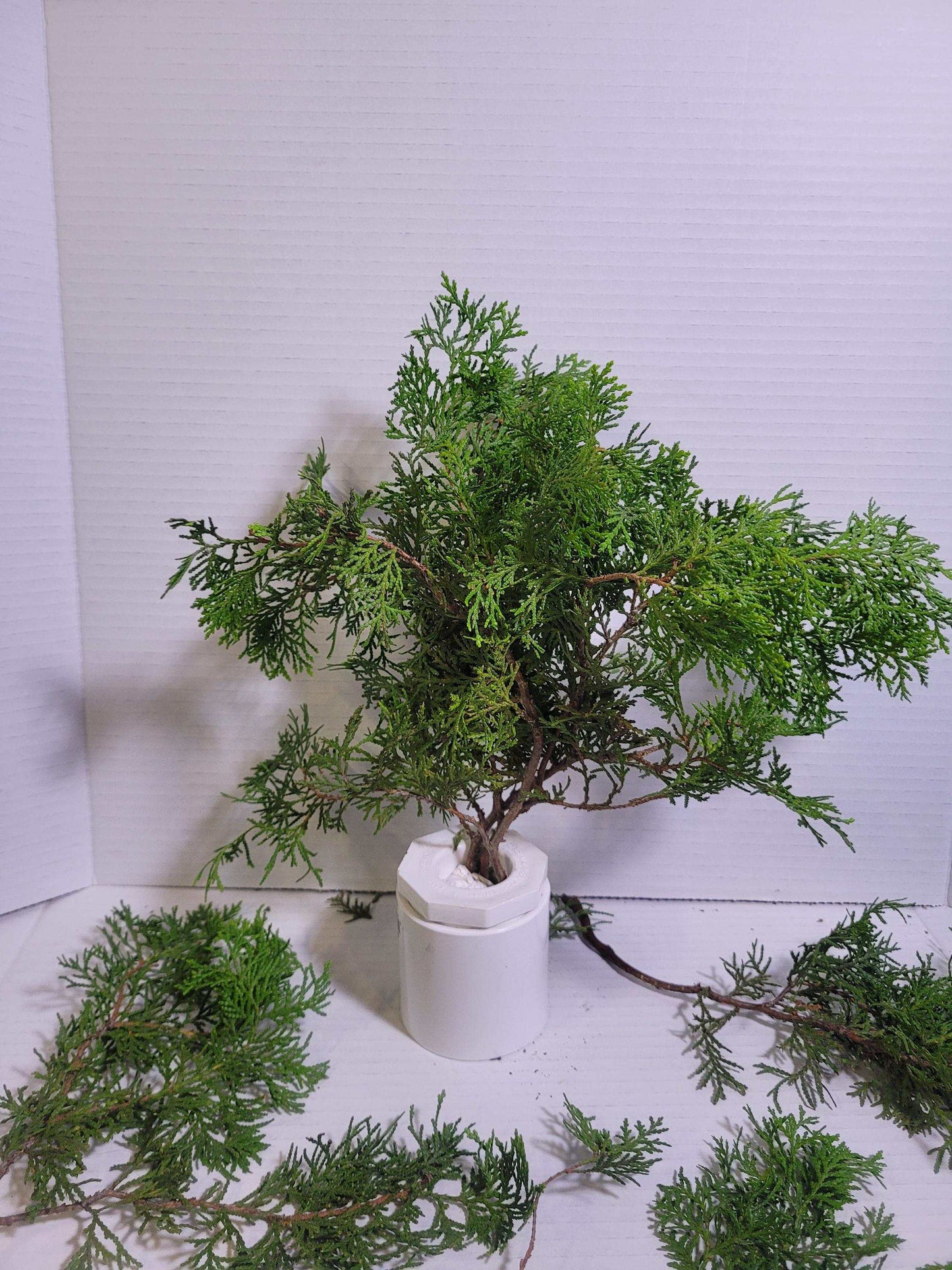 Preserved Arborvitae Cedar Sprigs: Greenery for Wreaths, Resin Art & Winter Decor