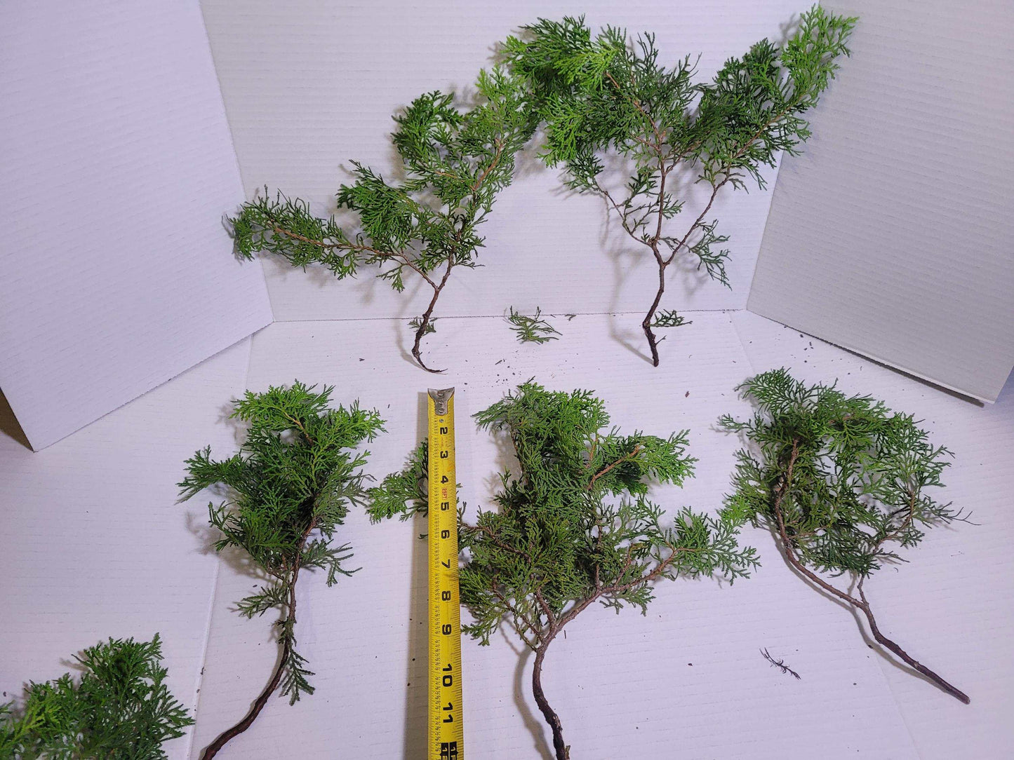 Preserved Arborvitae Cedar Sprigs: Greenery for Wreaths, Resin Art & Winter Decor
