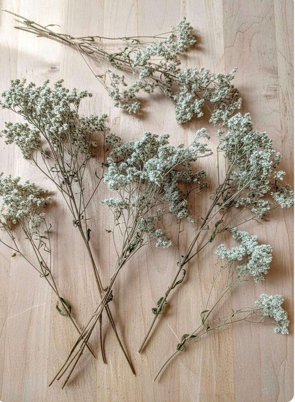 Dried Sweet Everlasting Flowers & Stems