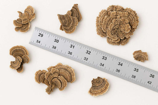 Premium Turkey Tail Mushroom Caps - Natural Boho Decor - Dried Fungi Craft Supply - Forest Find