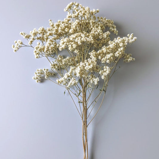 Dried Sweet Everlasting Flowers & Stems