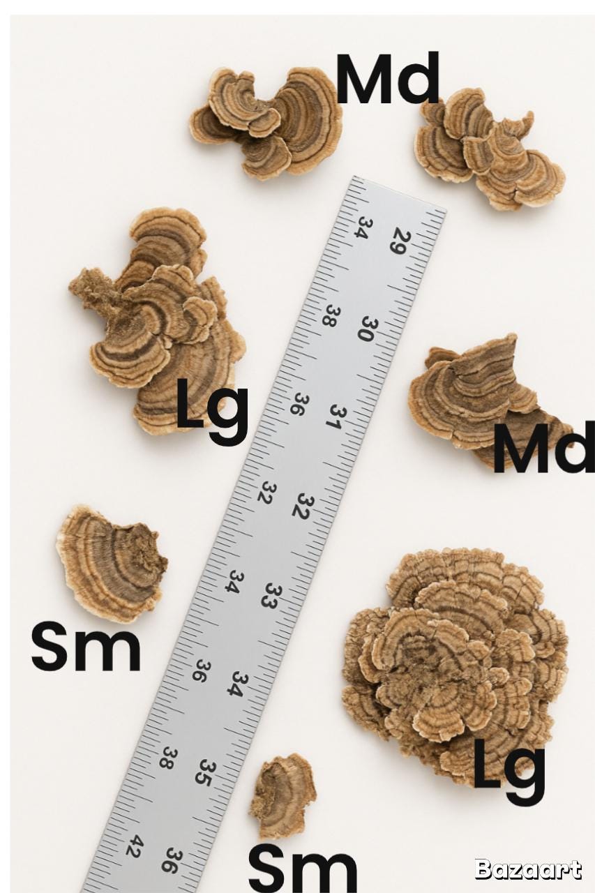 Premium Turkey Tail Mushroom Caps - Natural Boho Decor - Dried Fungi Craft Supply - Forest Find