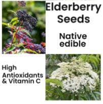 Sustainable Seed Packet | Elderberry Syrup Backyard Plant | Natural Boho Garden Kit