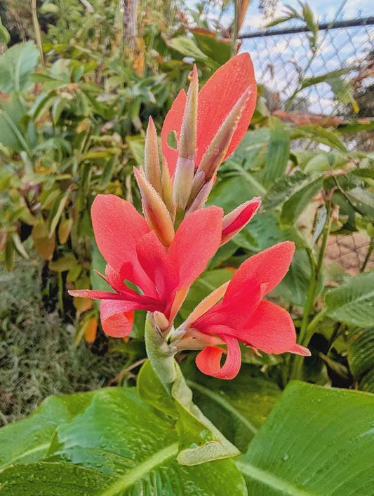 Giant Canna Lily Seed Kit | Custom Tropical Flower | Whimsical Gardening Gift