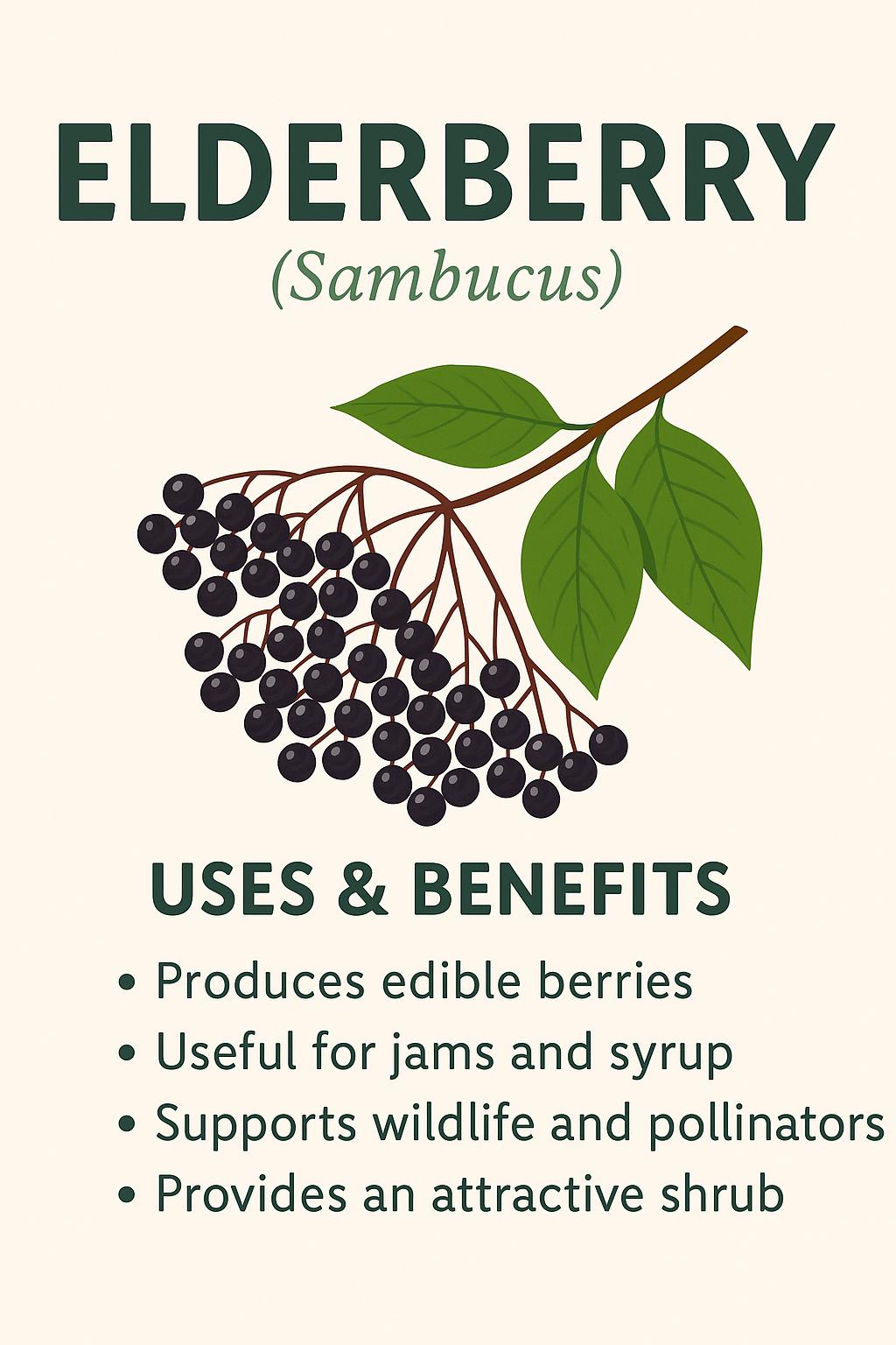 Sustainable Seed Packet | Elderberry Syrup Backyard Plant | Natural Boho Garden Kit