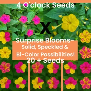 Four o'clock flower seeds, cross pollinated pink and yellow blooms