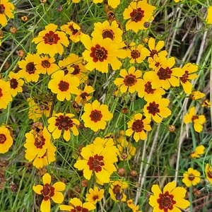 Coreopsis flowers for perennial pollinator loved blooms