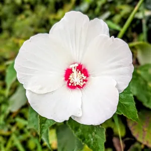 Hardy Hibiscus Seeds | Giant Dinner Plate Blooms | Cold-Hardy Perennial Flower