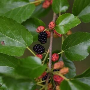 Mulberry Saplings – Bare Root Dormant Trees – Fast Growing Edible Fruit Tree