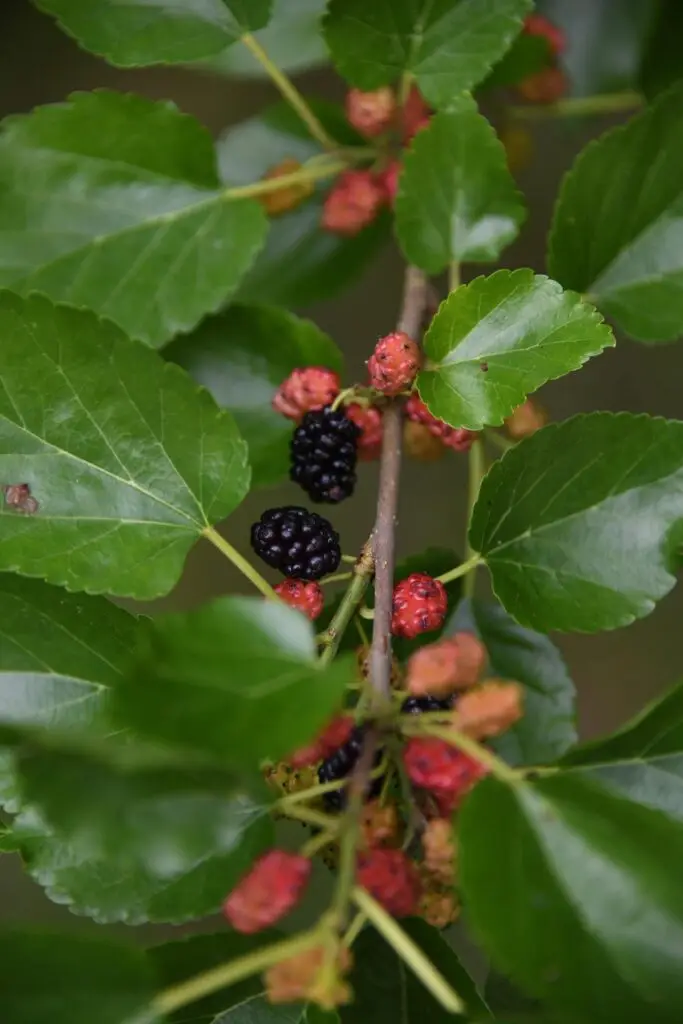 Mulberry Saplings – Bare Root Dormant Trees – Fast Growing Edible Fruit Tree