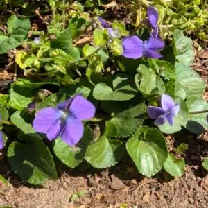 Winter/Fall blooming Blue Violet- Evergreen self seeding ground cover for shady areas
