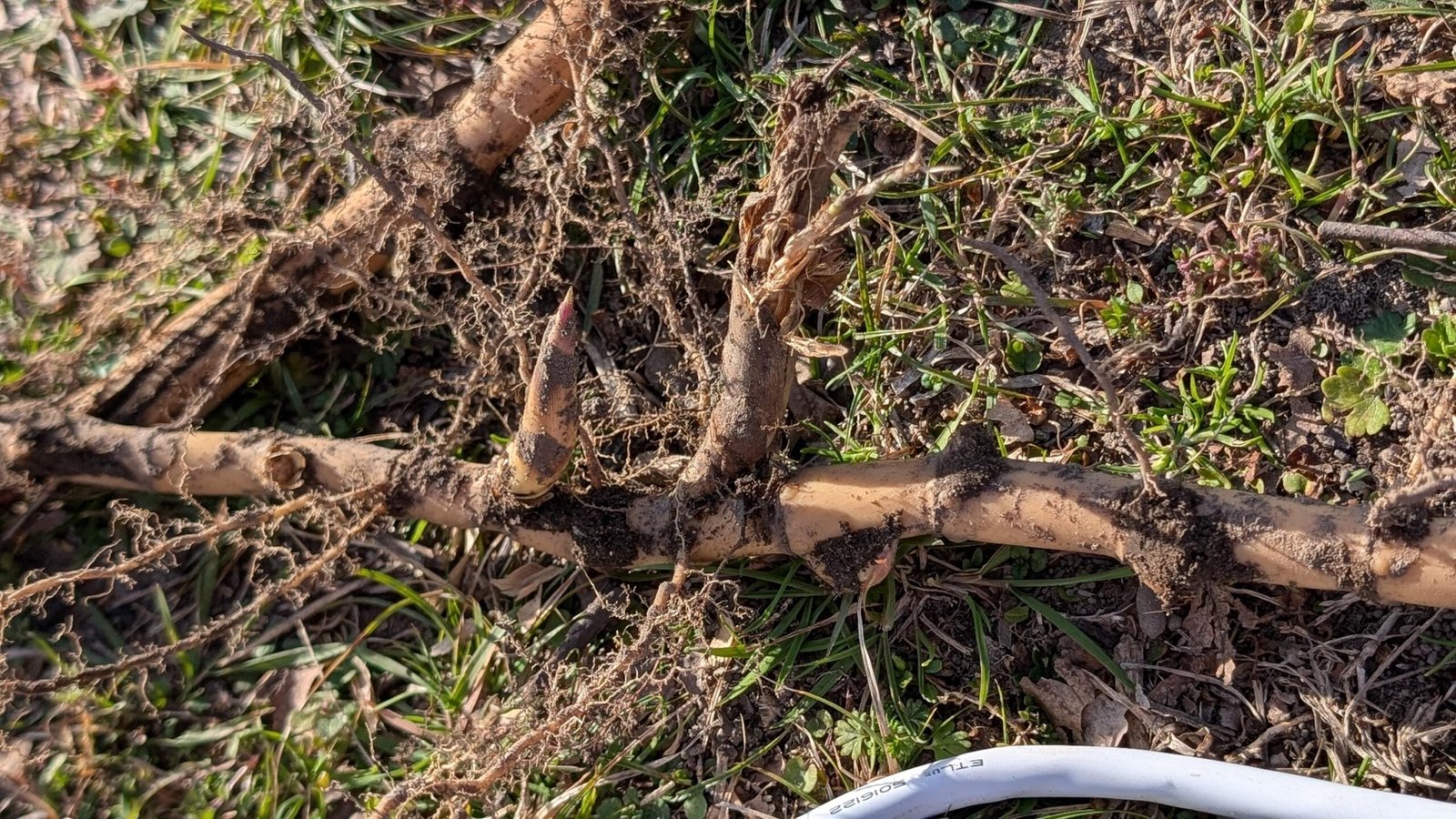 Native River Cane Bamboo Rhizome - Arundinaria gigantea - Live Bamboo Starter - Image 2