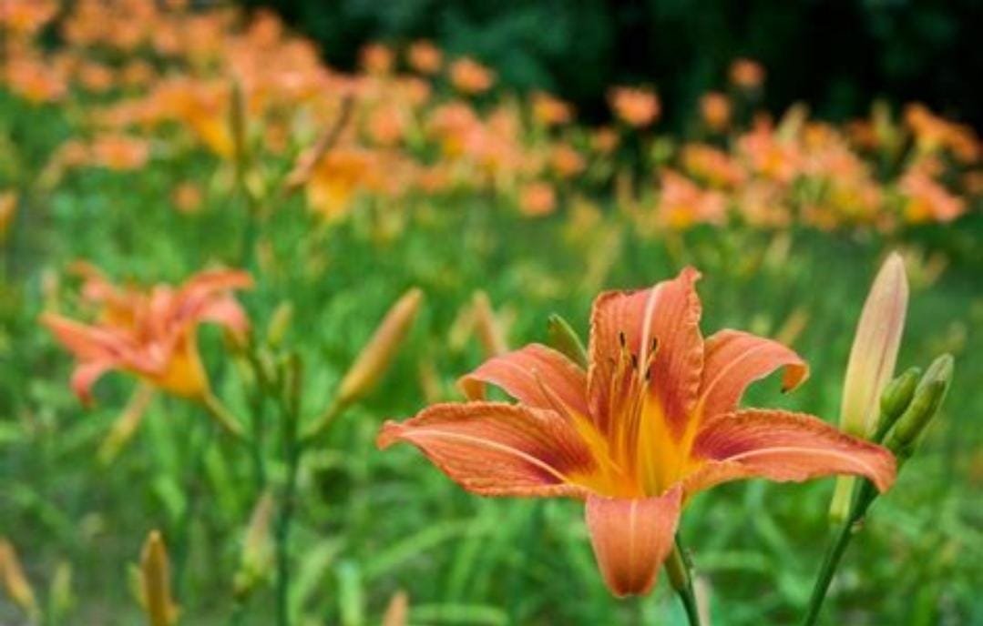Orange Daylily Bulbs: Hardy Perennial Hemerocallis Fulva - Image 2