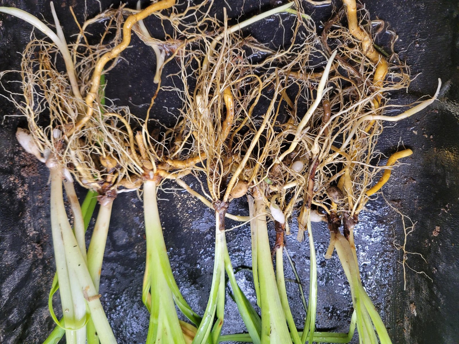 Orange Daylily Bulbs: Hardy Perennial Hemerocallis Fulva - Image 3