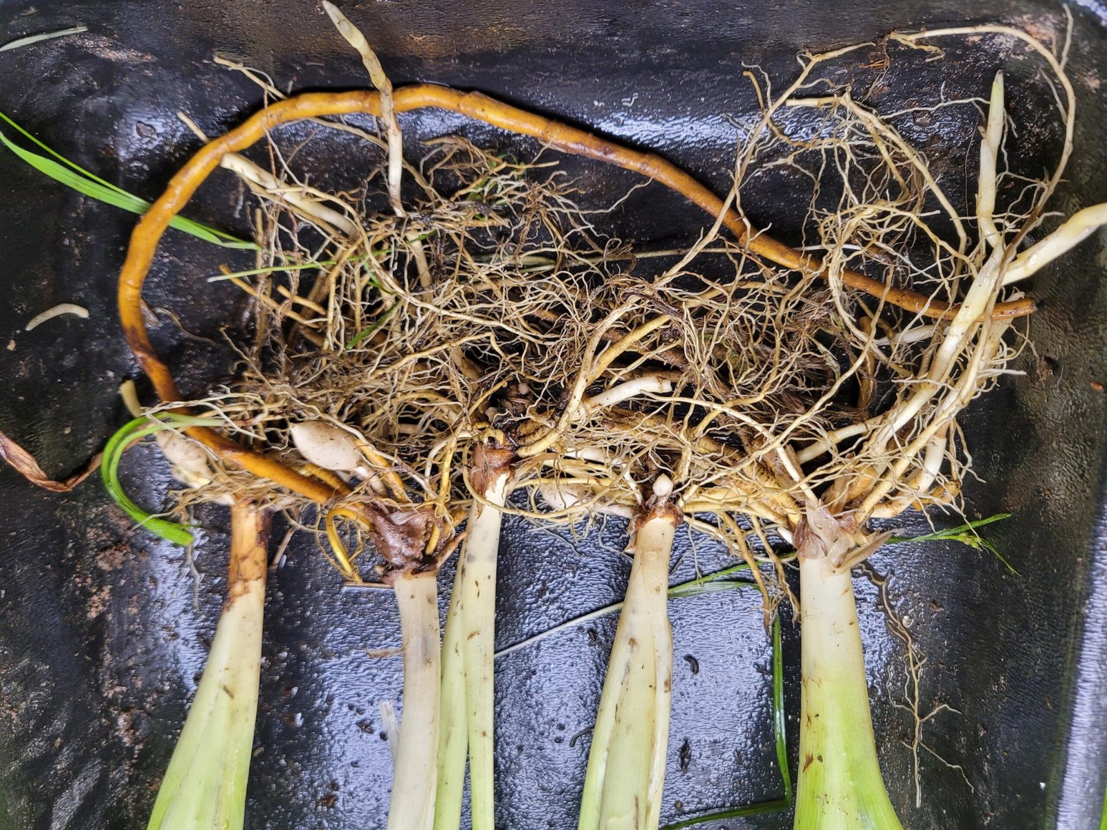 Orange Daylily Bulbs: Hardy Perennial Hemerocallis Fulva - Image 4