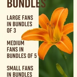 Orange Daylily Bulbs: Hardy Perennial Hemerocallis Fulva