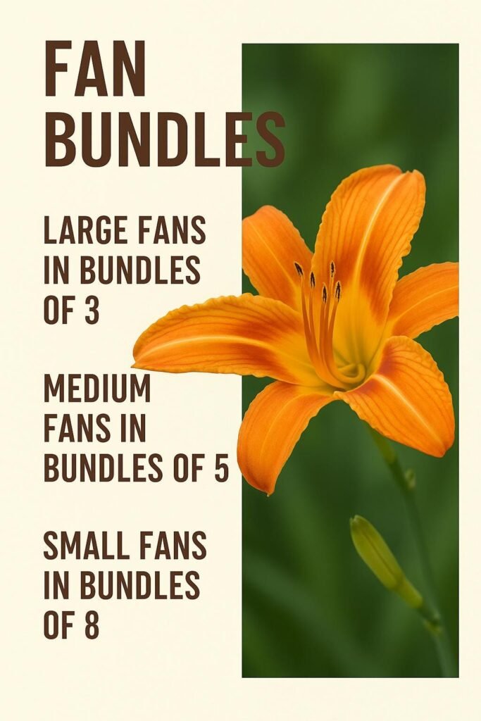 Orange Daylily Bulbs: Hardy Perennial Hemerocallis Fulva
