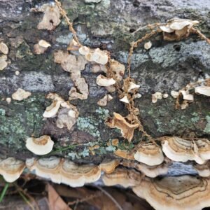 Natural Lichen & Moss Covered Bark: Terrarium, Fairy Garden, Reptile Decor