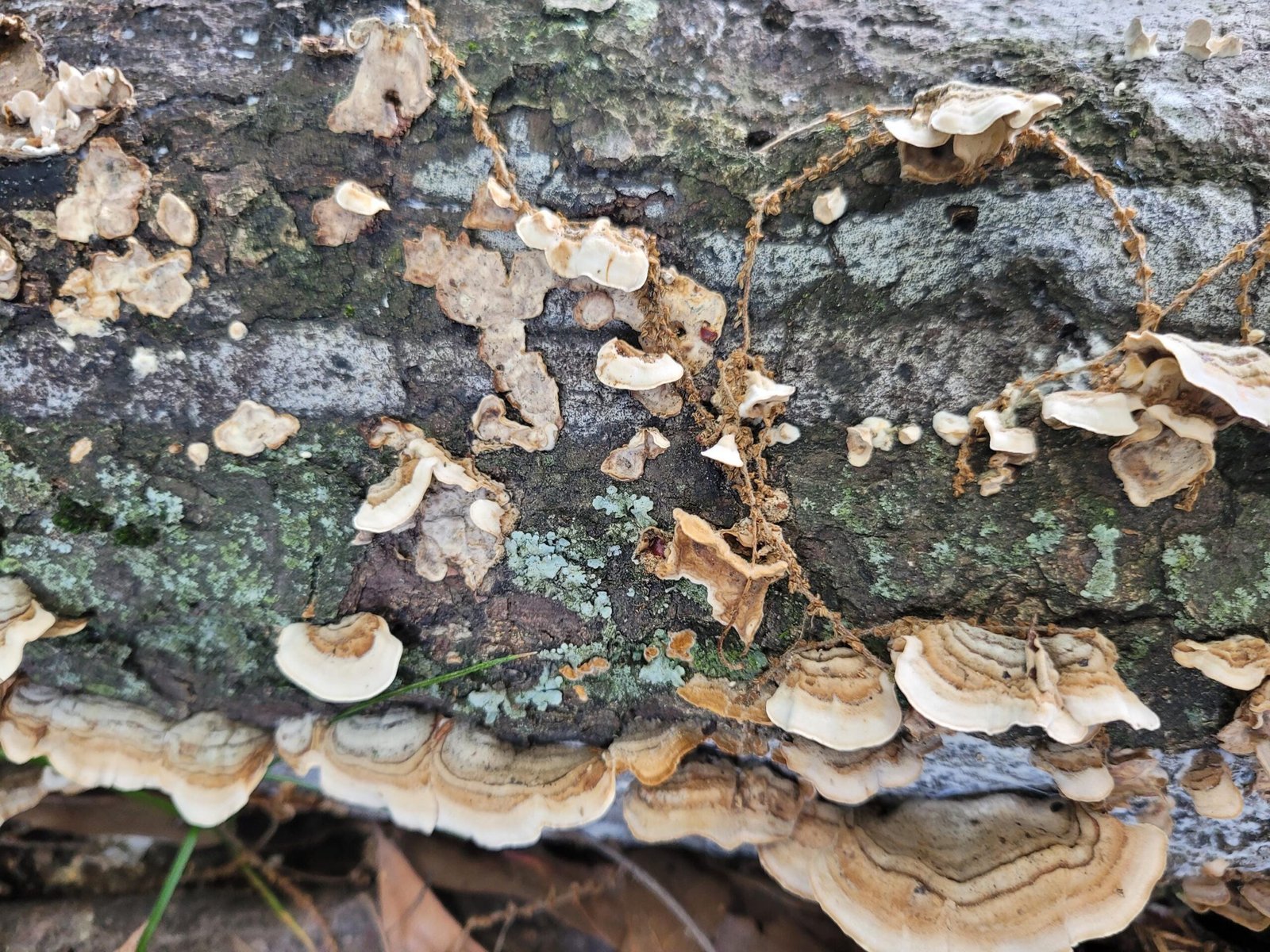 Natural Lichen & Moss Covered Bark: Terrarium, Fairy Garden, Reptile Decor