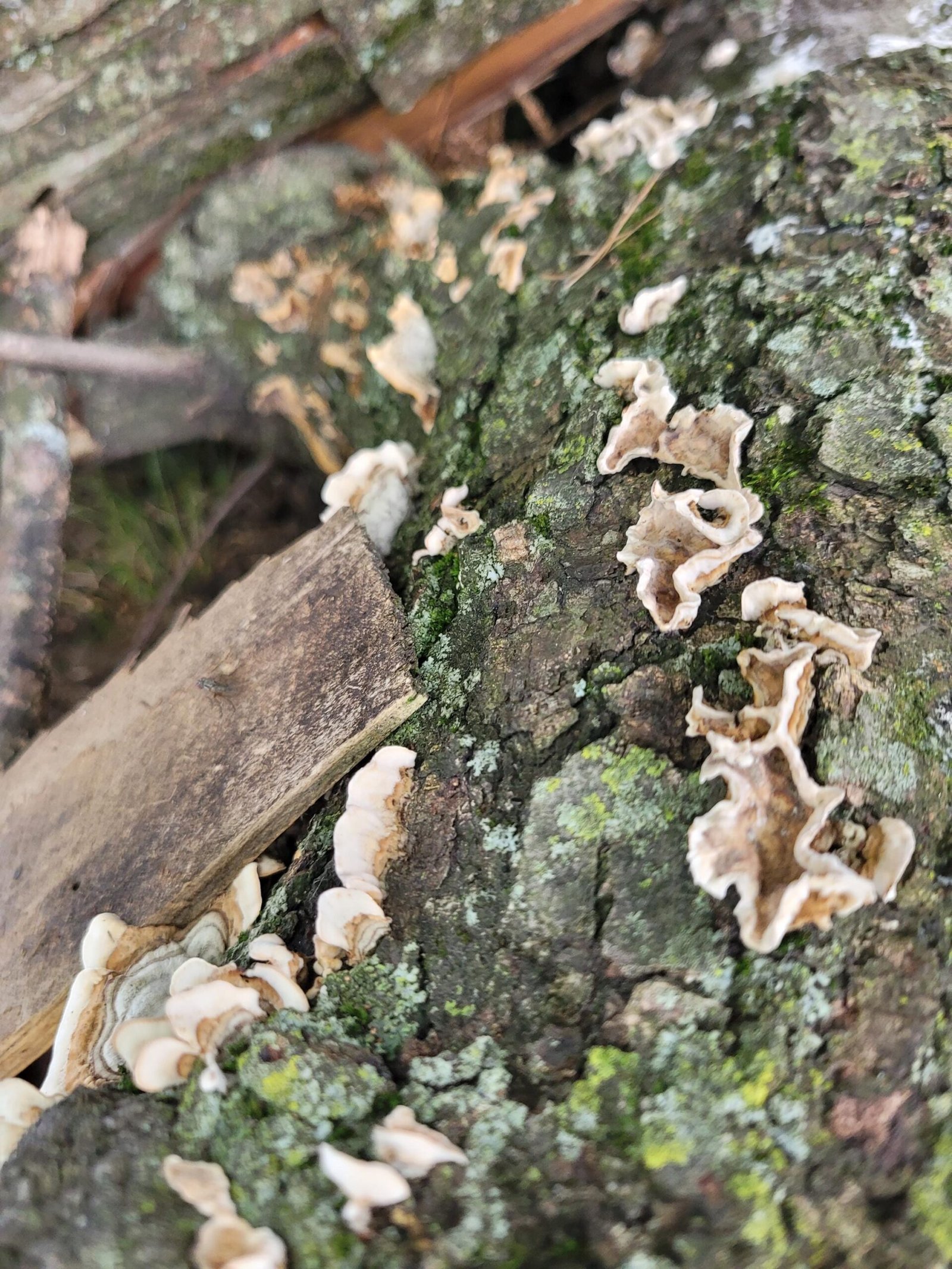 Natural Lichen & Moss Covered Bark: Terrarium, Fairy Garden, Reptile Decor - Image 2