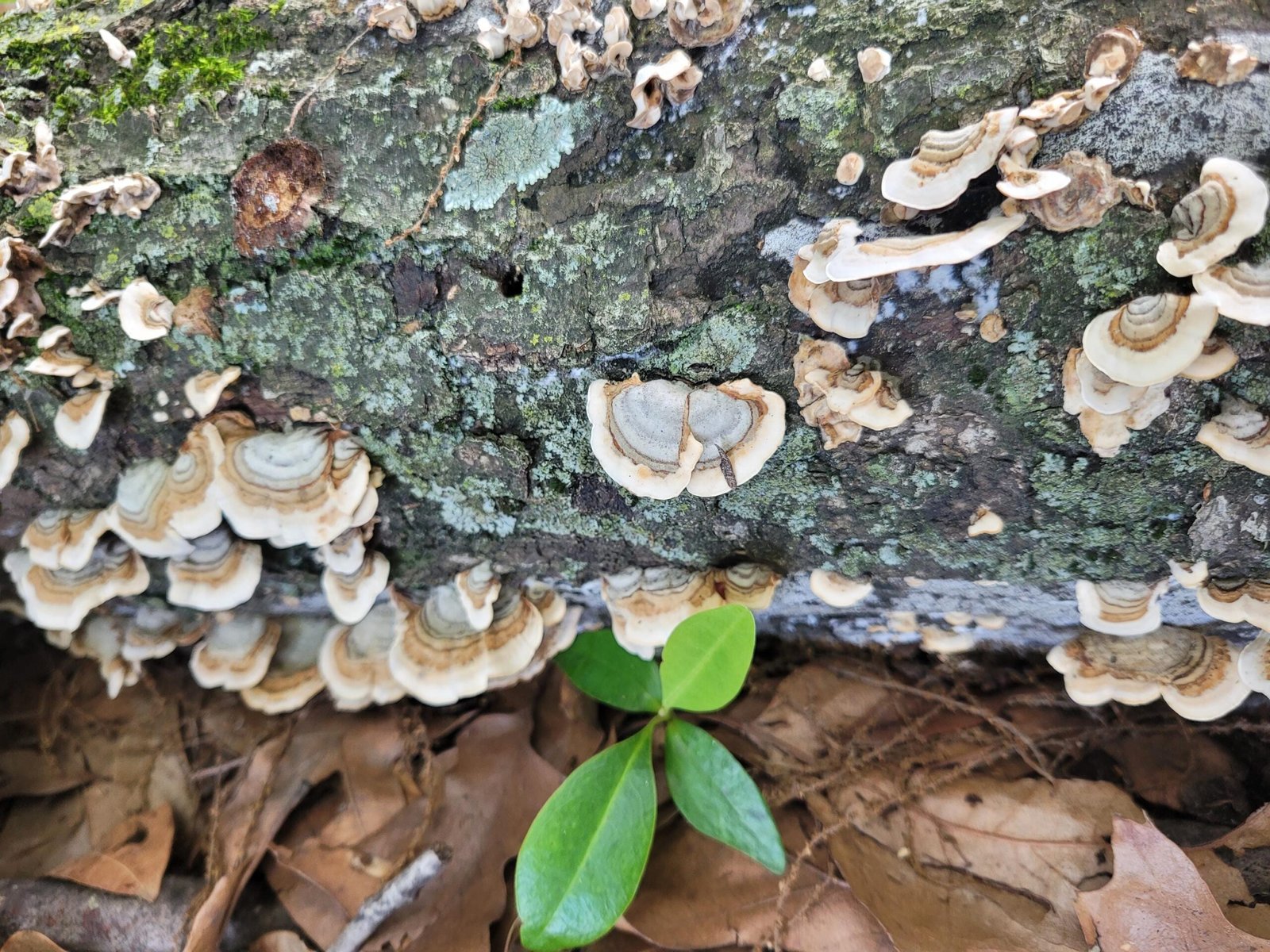 Natural Lichen & Moss Covered Bark: Terrarium, Fairy Garden, Reptile Decor - Image 3