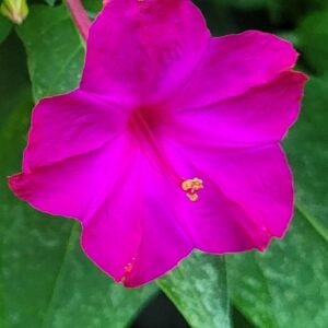 Pink Four O'Clock Seeds: Night-Fragrant Pure Pink Blooms