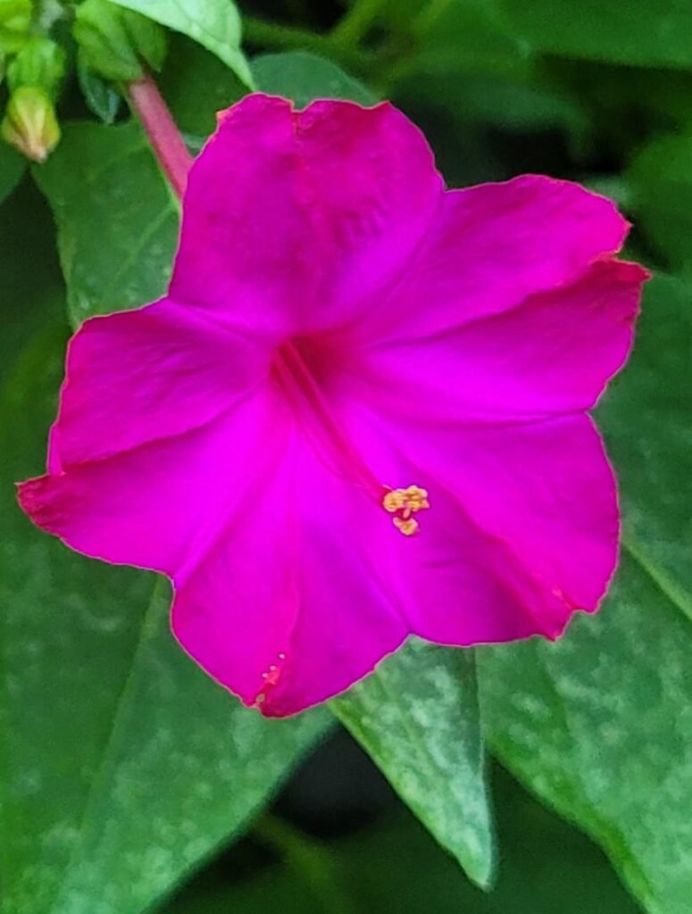 Pink Four O'Clock Seeds: Night-Fragrant Pure Pink Blooms