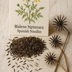 Native & Pollinator-Friendly Spanish Needles Seeds - Bidens bipinnata (Edible Wild Green