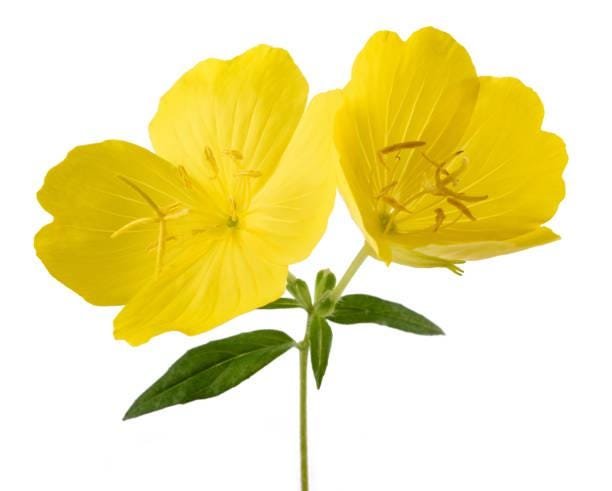Cutleaf Evening Primrose Seeds: Native Wildflower, Pollinator-Friendly - Image 2