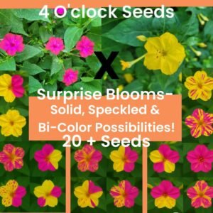 Surprise Bi-Color Four O'Clock Seeds: Open-Pollinated, Non-GMO