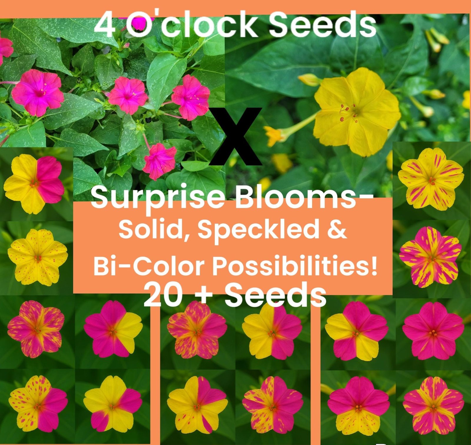 Surprise Bi-Color Four O'Clock Seeds: Open-Pollinated, Non-GMO