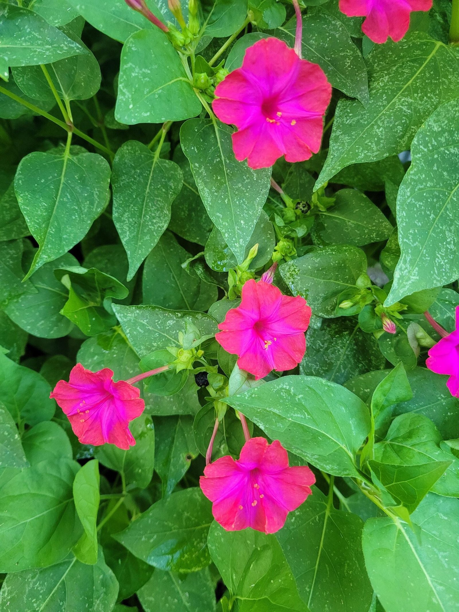 Surprise Bi-Color Four O'Clock Seeds: Open-Pollinated, Non-GMO - Image 4