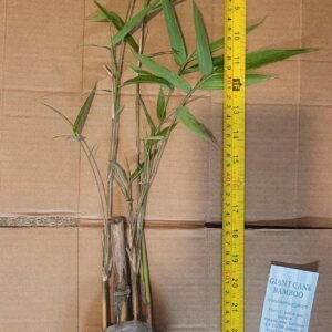 Native River Cane Bamboo Rhizome - Arundinaria gigantea - Live Bamboo Starter