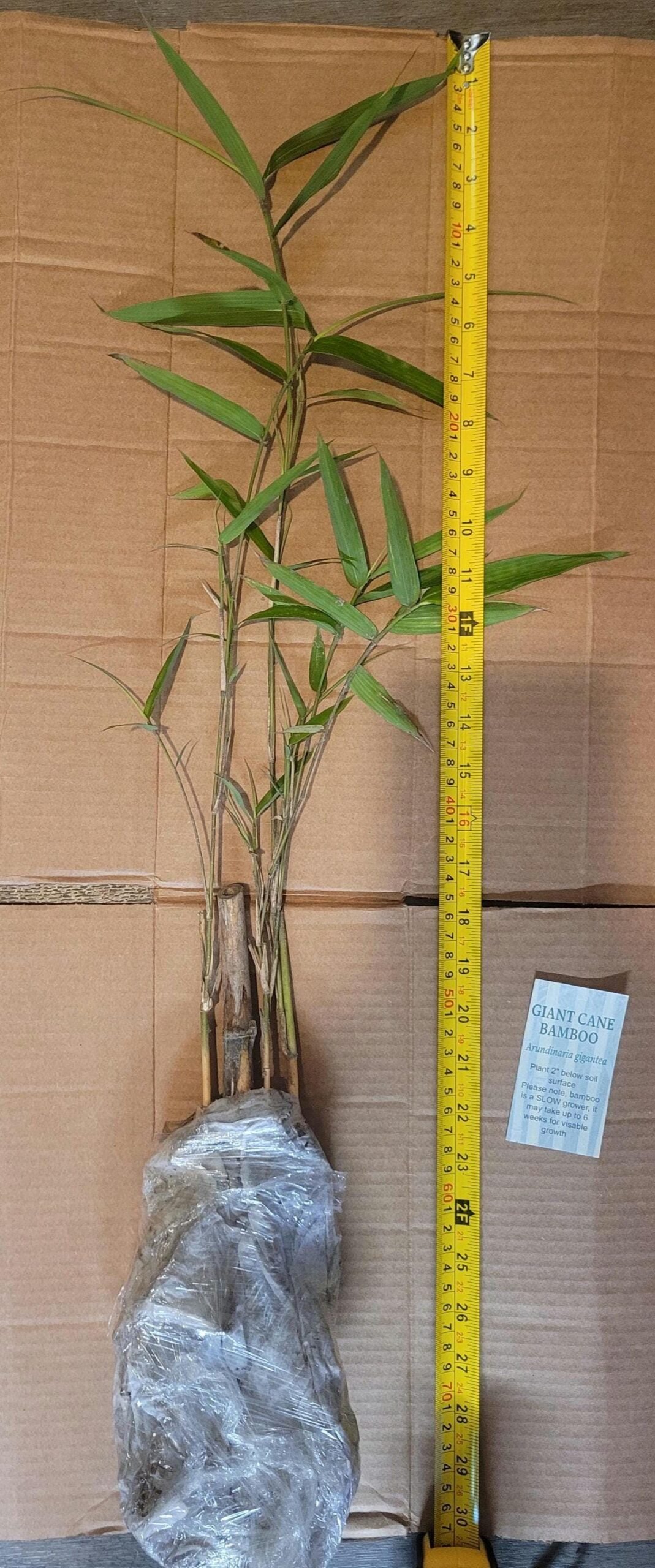 Native River Cane Bamboo Rhizome - Arundinaria gigantea - Live Bamboo Starter