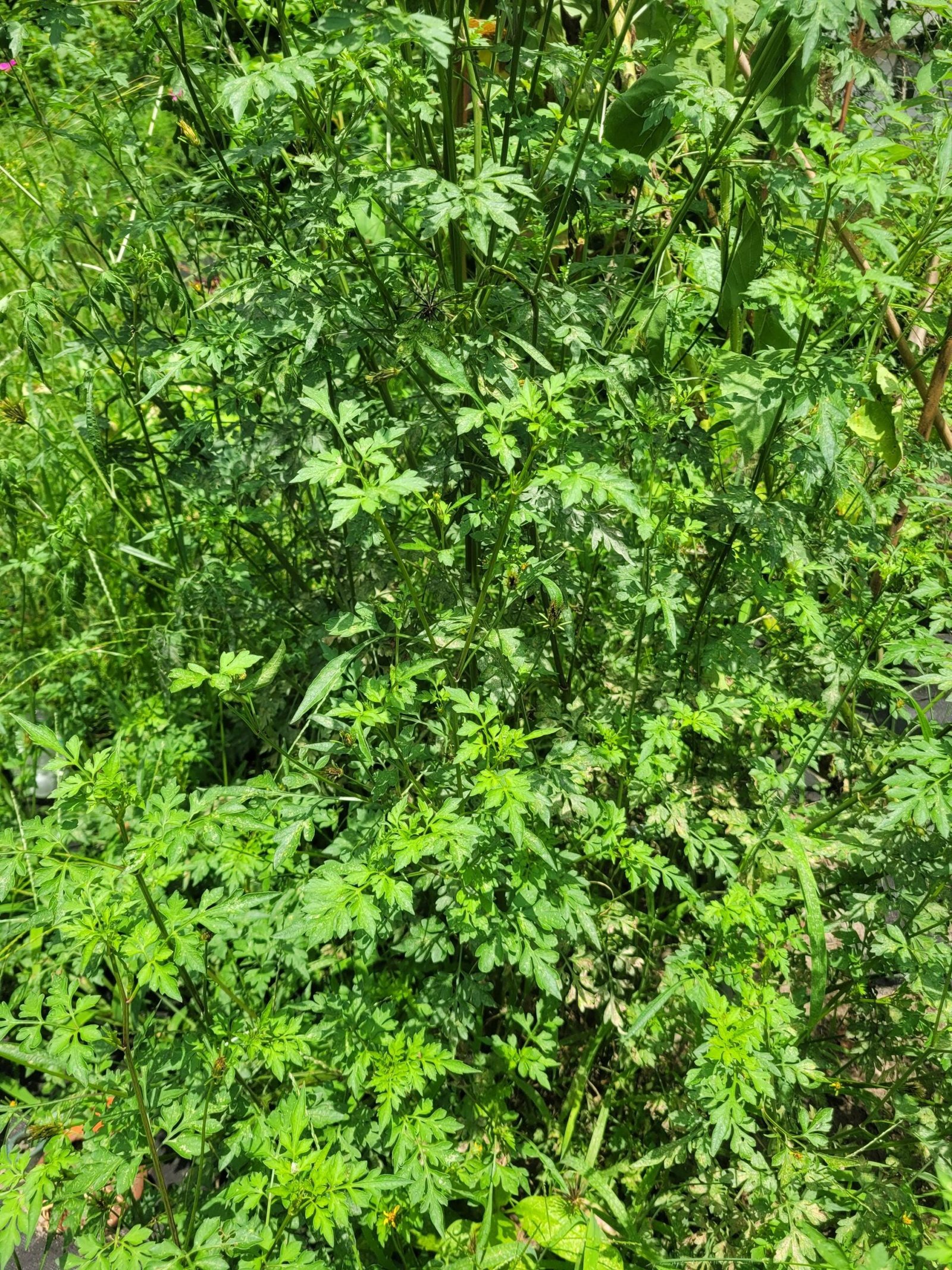 Native & Pollinator-Friendly Spanish Needles Seeds - Bidens bipinnata (Edible Wild Green - Image 3