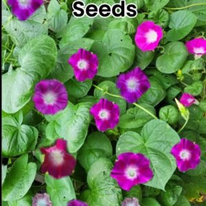 Heirloom Morning Glory Mix Seeds: Pink, Blue & Purple Cottage Garden Climber