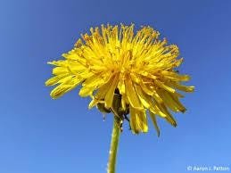 Easy Wild Greens Seed Set - Edible Groundcover Mix - Image 5