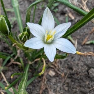 Star of Bethlehem Bulbs - Ornithogalum Umbellatum Spring Flower Bulbs