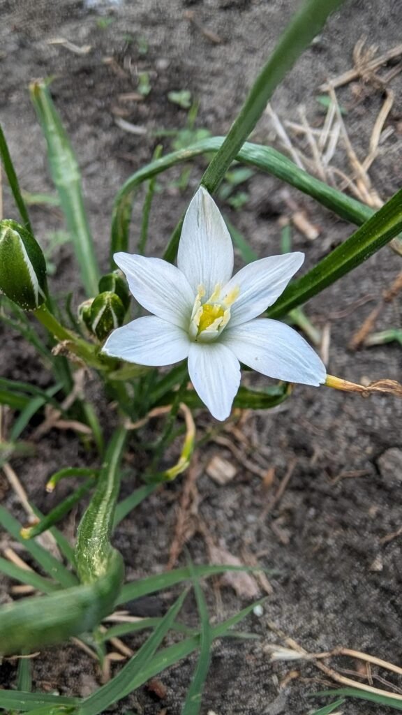 Star of Bethlehem Bulbs - Ornithogalum Umbellatum Spring Flower Bulbs