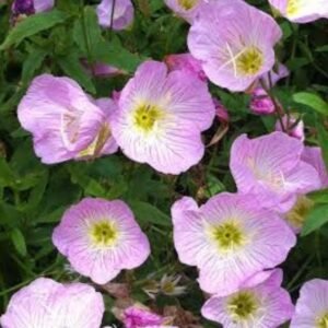 Cutleaf Evening Primrose Seeds: Native Wildflower, Pollinator-Friendly