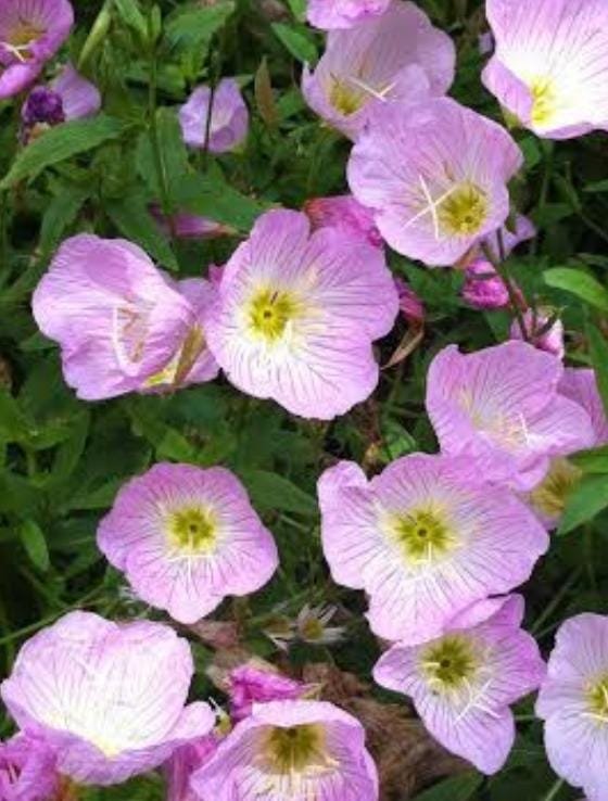 Cutleaf Evening Primrose Seeds: Native Wildflower, Pollinator-Friendly